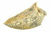 Serrated, Raptor Tooth - Real Dinosaur Tooth #295727-1